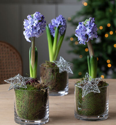 Blå svibel Blå svibel